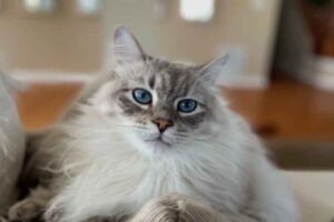 Exquisite Blue Lynx Ragdoll Kittens Now Available at RagdollKittensForYou.com
