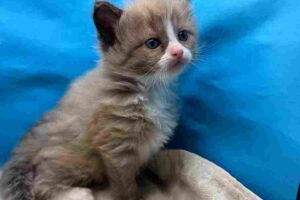 Ragdoll Kittens For You Announces Availability of Rare Mink Ragdoll Kittens for Adoption