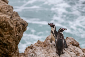 Inside One of Peru’s Most Vulnerable Penguin Colonies