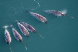 Narwhals Have Stunning Spiraled Tusks. That’s Not the Only Twist.