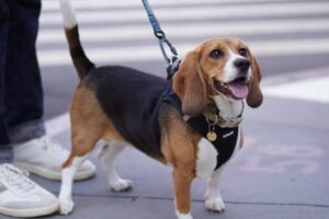 Gene-Editing Technology Offers New Ways to Create the Dogs of Our Dreams