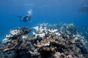 Coral Reefs Are Running Out of Time to Recover, Research Find