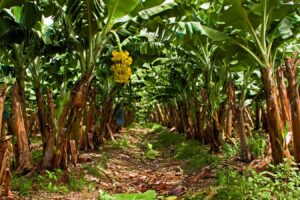 The quest to save the bananas we love so much makes scary reading