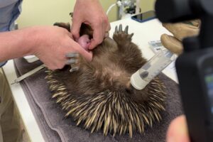 Exclusive video of world’s first echidna puggle to be born at a university