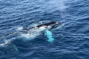 Astonishing whale feeding frenzy seen off the eastern coast of Greenland